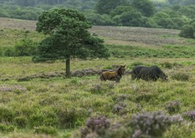 Poszter 42x29,7cm Vad lovak 2, Assaf Frank