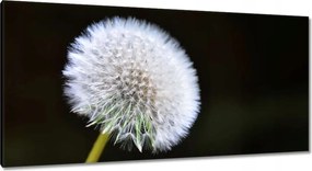 Vászonkép 115x55 Pitypang Virág Virágok