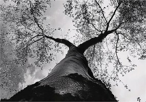 Fotótapéta Fa Fekete-fehér Erdő Hálószoba Nappali Tapéta Flizelina 150x105