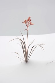 Poszter 61x90,5cm A természet finomsága