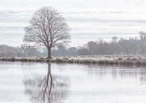 Poszter 29,7x21cm Fa tükröződése a tóban, Assaf Frank