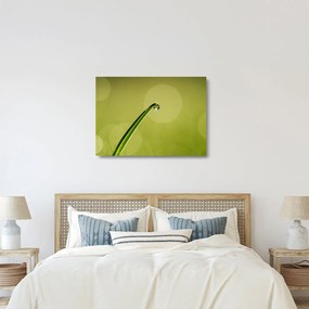 Víz csepp a fűben képe (üvegen) (70x50 cm)