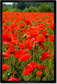 Poszterek keretben 40x60 Pipacsok tengere