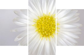 Kép - Margarita (90x60 cm)