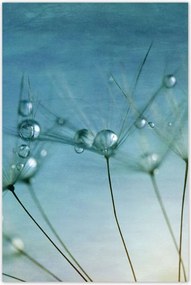 Poszterek 80x120 Pitypang Virág Virágok