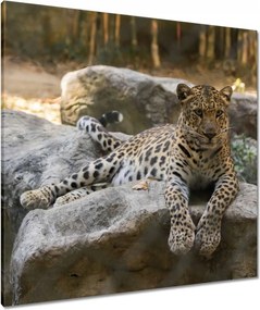 Vászonkép 80x80 Leopárd