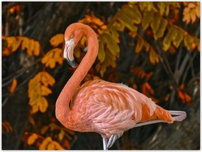 Poszterek 40x30 Gyönyörű flamingó
