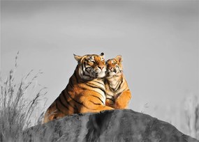 Kép - Tigris és a kölyke, fekete-fehér változat (üvegen) (70x50 cm)