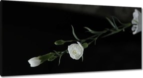 Vászonkép 115x55 Fehér szegfű virágok