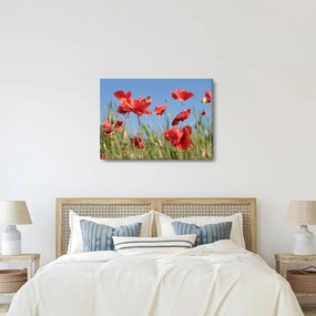 Kép - Pipacsok (70x50 cm)
