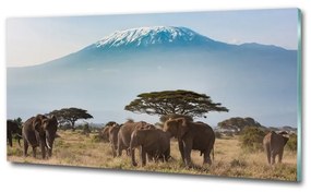 Üvegkép Elefántok kilimandzsáró osh-100418826