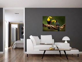 Ülő tukánok képe, Costa Rica (90x60 cm)