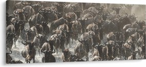 Kép - Gnúcsorda (120x50 cm)