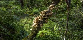 Poszter 91,3x44,5cm Gomba a fĂĄn, Assaf Frank