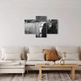 Kép - Elefánt láb (90x60 cm)