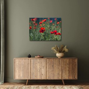 Kép - Rét mák virággal (70x50 cm)