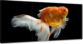 Vászonkép 180x90 Gyönyörű aranyhal fátyol