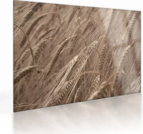 Üveg kép - Az arany mező (70x50 cm)