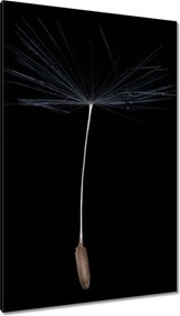 Vászonkép 80x120 Pitypang Virág Virágok