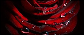 Kép - Rózsa részlete (120x50 cm)