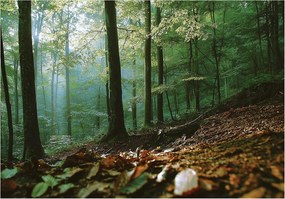 Fotótapéta fák zöld barna természetes erdő táj 368 x 254