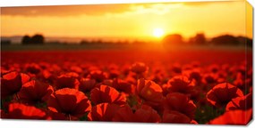 Vászonkép 100x50cm Hálószoba Nappali Panoráma Esti Pipacsok