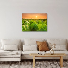 Kép - Mező (70x50 cm)