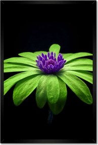 Poszterek keretben 40x60 Lime szirmok