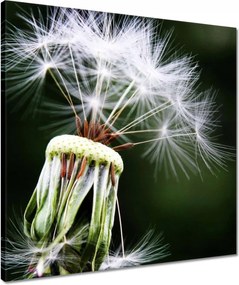 Vászonkép 50x50 Pitypang Virág Virágok