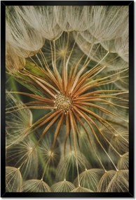 Poszterek keretben 40x60 Pitypang Virág Virágok