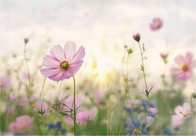 Fotótapéta Mezei Virágok Természet Hálószoba Nappali Tapéta Flizelina 350x250