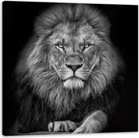 Vászonkép Szürke Oroszlán Arc Túl a Királyon 60X60 cm Ideális ajándék