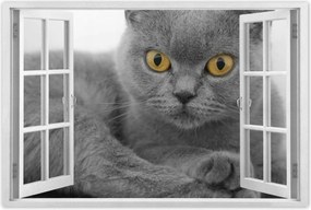 Poszterek 90x60 Szürke brit cica