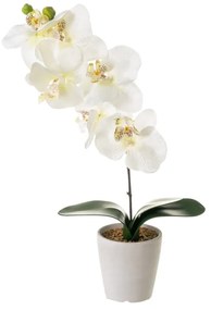 Művirág Orchid – Casa Selección