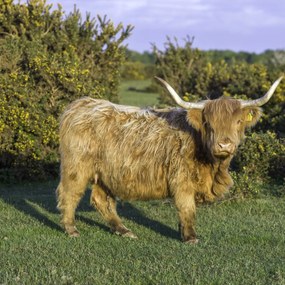 Poszter 80x80cm Tehén a faluban, Assaf Frank