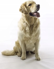 Poszter 67,5x95cm Golden Retriever, fehér alapon, Assaf Frank