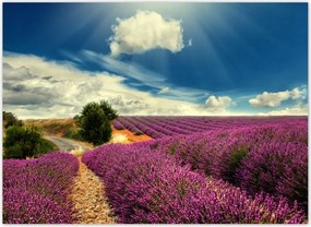 Fotótapéta flizelina 254x184 Levendula mező