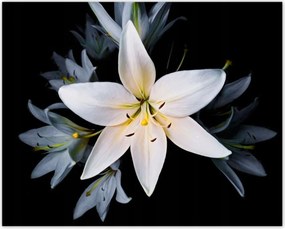 Poszterek 50x40 Csokor fehér Lili Virág