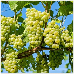 Poszterek 50x50 Zöld szőlő