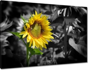 Vászonkép 100x70 Napraforgó