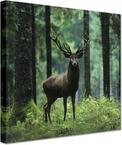 Vászonkép 20x20 Szarvas Erdő Tájkép