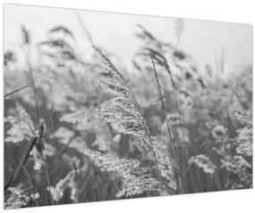 Kép - Fű a szélben (90x60 cm)