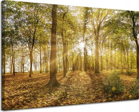 Vászonkép Nap a fák között az erdőben 120x80 cm