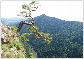 Poszterek 100x70 Magányos fa