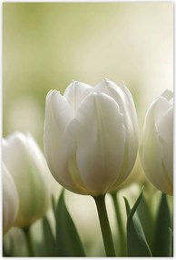 Poszterek 135x200 Fehér tulipánok