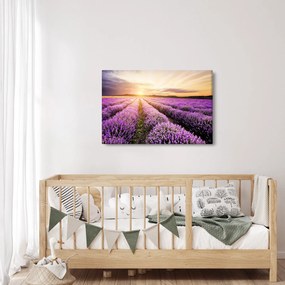 Kép - Napfelkelte levendulamezőn (90x60 cm)