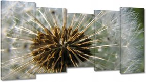 Vászonkép 150x80 Pitypang Virág Virágok