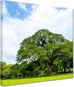 Vászonkép 30x30 Örökzöld park