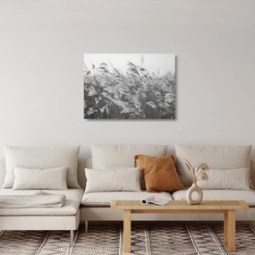 Üveg kép - Fű a szélben (70x50 cm)