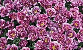 Fotótapéta virág virágok fotótapéta 208 x 146